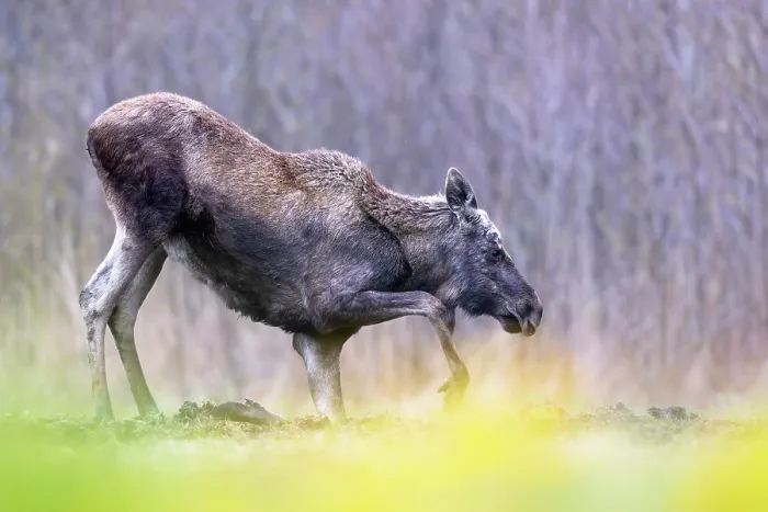 Framed Print : Moose (Alces alces) standing up from kneeling position, Biebrza National Park, Poland. April Framed Print : Moose (Alces alces) standing up from kneeling position, Biebrza National Park, Poland. April