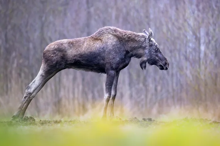 Framed Print : Moose (Alces alces) stretching its legs, portrait, Biebrza National Park, Poland. April Framed Print : Moose (Alces alces) stretching its legs, portrait, Biebrza National Park, Poland. April