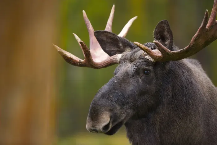 Framed Print : Moose (Alces alces) in Taiga woodland, Laponia / Lappland, Finland Framed Print : Moose (Alces alces) in Taiga woodland, Laponia / Lappland, Finland