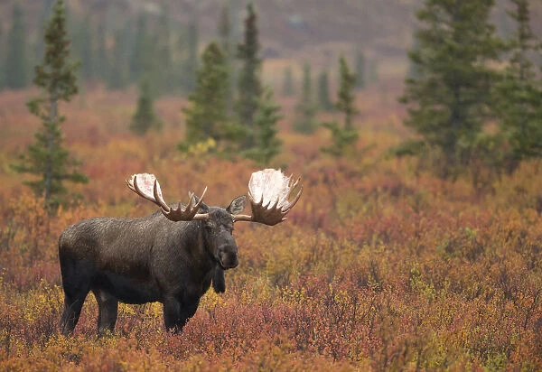 Moose bull (Alces alces) walking in forest clearing, Denali National Park, Alaska