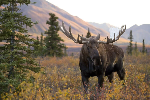 Moose bull (Alces alces) walking in forest clearing, Denali National Park, Alaska, USA