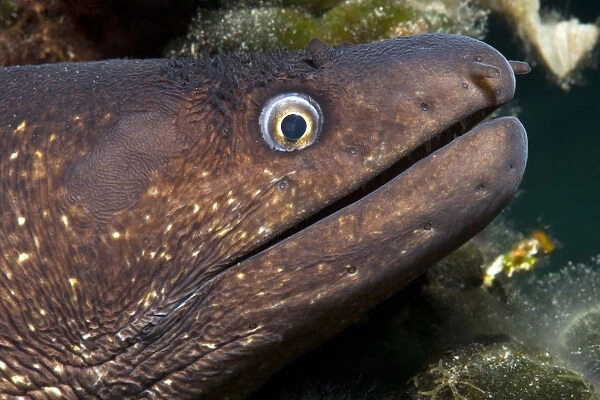Moray eel (Muraena helena) looking out from a hole in the artificial reef, Larvotto Marine Reserve