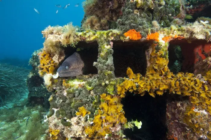 Framed Print : Moray eel (Muraena helena) looking out of a hole in the artificial reef, Larvotto Marine Reserve Framed Print : Moray eel (Muraena helena) looking out of a hole in the artificial reef, Larvotto Marine Reserve