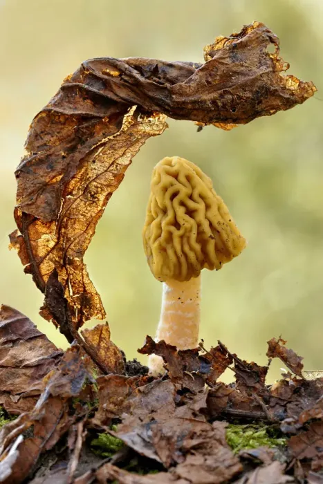 Framed Print : Morel fungus (Mitrophora semilibera) among leaf litter. Lorraine, France, March Framed Print : Morel fungus (Mitrophora semilibera) among leaf litter. Lorraine, France, March