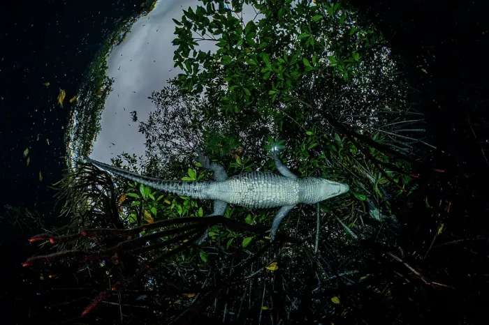 Framed Print : Morelet's crocodile (Crocodylus moreletii) swimming in a mangrove lagoon, near Tulum, Yucatan Peninsula, Mexico Framed Print : Morelet's crocodile (Crocodylus moreletii) swimming in a mangrove lagoon, near Tulum, Yucatan Peninsula, Mexico