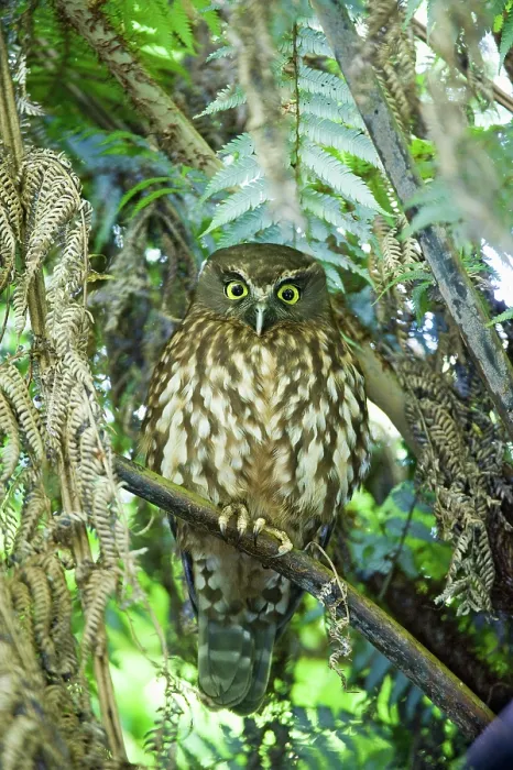 Framed Print : Morepork (Ninox novaeseelandiae) perched in tree, Tiritiri Matangi, North Island, New Zealand Framed Print : Morepork (Ninox novaeseelandiae) perched in tree, Tiritiri Matangi, North Island, New Zealand