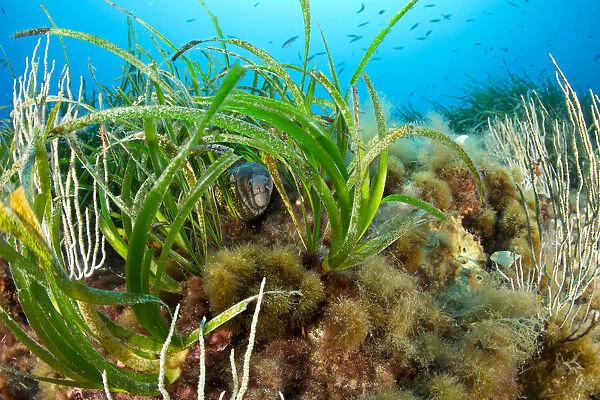 Morey eel (Muraena helena) in seagrass meadow (Posidonia oceanica) Punta Carena