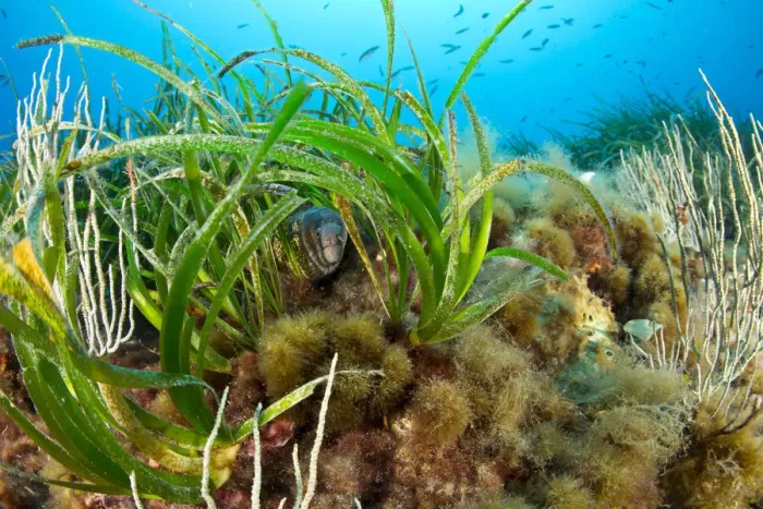 Framed Print : Morey eel (Muraena helena) in seagrass meadow (Posidonia oceanica) Punta Carena Framed Print : Morey eel (Muraena helena) in seagrass meadow (Posidonia oceanica) Punta Carena