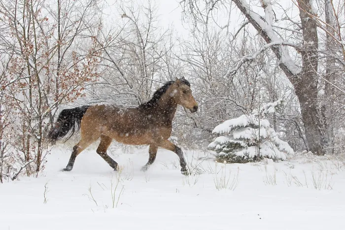 Framed Print : Morgan horse, buckskin mare in snow storm, Colorado, USA, March 2010 Framed Print : Morgan horse, buckskin mare in snow storm, Colorado, USA, March 2010