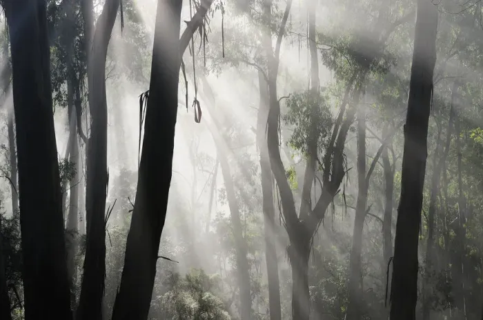 Framed Print : Morning fog in eucalypt forest, Great Otway National Park, Victoria, Australia Framed Print : Morning fog in eucalypt forest, Great Otway National Park, Victoria, Australia
