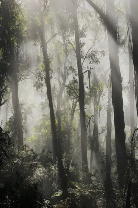 Framed Print : Morning fog in eucalypt forest, Great Otway National Park, Victoria, Australia Framed Print : Morning fog in eucalypt forest, Great Otway National Park, Victoria, Australia
