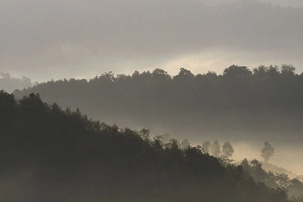 Morning fog  /  mist over forest, Tongbiguan Nature Reserve, Dehong prefecture, Yunnan province