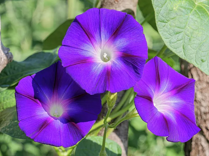 Framed Print : Morning glory (Ipomoea purpurea) in flower, Ponza, Lazio, Italy. September Framed Print : Morning glory (Ipomoea purpurea) in flower, Ponza, Lazio, Italy. September