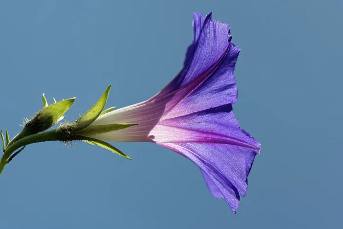 Framed Print : Morning glory (Ipomoea tricolor) flower close up against a blue sky, Wiltshire, England, UK. July Framed Print : Morning glory (Ipomoea tricolor) flower close up against a blue sky, Wiltshire, England, UK. July