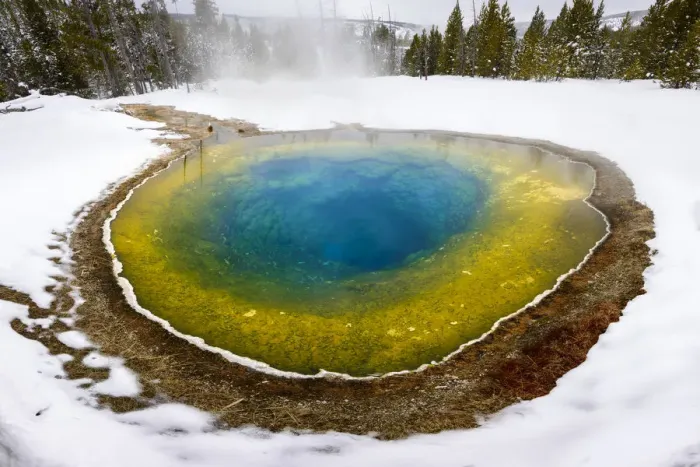 Framed Print : Morning Glory thermal pool surrounded by snow, coniferous forest in background. Near Framed Print : Morning Glory thermal pool surrounded by snow, coniferous forest in background. Near