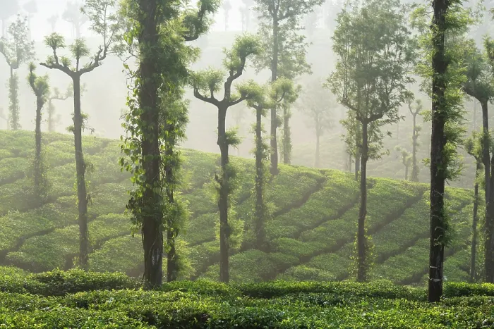 Framed Print : Morning mist over tea plantation, Stanmore Estate, Valparai, Tamil Nadu, India. April, 2022 Framed Print : Morning mist over tea plantation, Stanmore Estate, Valparai, Tamil Nadu, India. April, 2022
