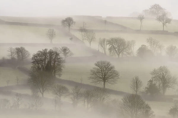 Morning mist and trees. Near Tavistock, Dartmoor National Park, Devon, UK, February 2011
