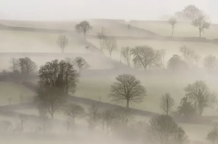 Framed Print : Morning mist and trees. Near Tavistock, Dartmoor National Park, Devon, UK, February 2011 Framed Print : Morning mist and trees. Near Tavistock, Dartmoor National Park, Devon, UK, February 2011