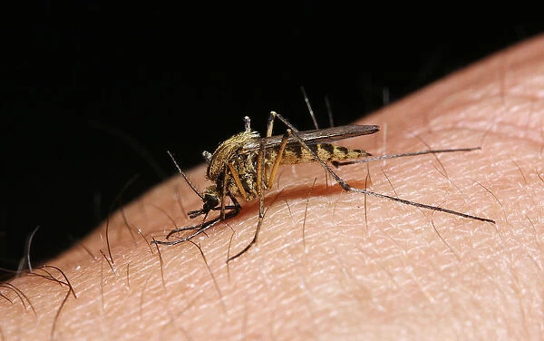 Mosquito (Aedes punctor) female sucking blood from human arm. Sequence 1  /  4