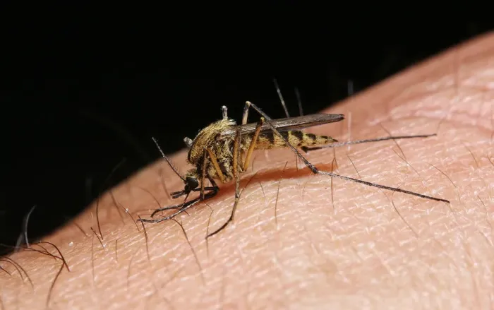 Framed Print : Mosquito (Aedes punctor) female sucking blood from human arm. Sequence 1 / 4 Framed Print : Mosquito (Aedes punctor) female sucking blood from human arm. Sequence 1 / 4