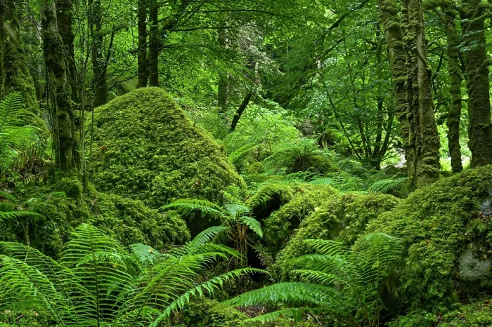 Framed Print : Moss covered boulders and ferns in forest, Killarney National Park, Iveragh Peninsula, County Kerry, Republic of Ireland. June, 2022