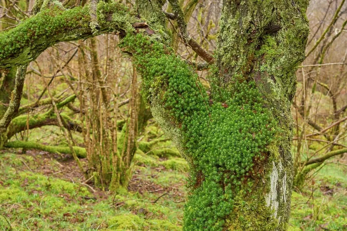 Framed Print : Moss-covered Oak (Quercus sp) woodland. Wood of Cree, Dumfries and Galloway, Scotland, UK. March Framed Print : Moss-covered Oak (Quercus sp) woodland. Wood of Cree, Dumfries and Galloway, Scotland, UK. March