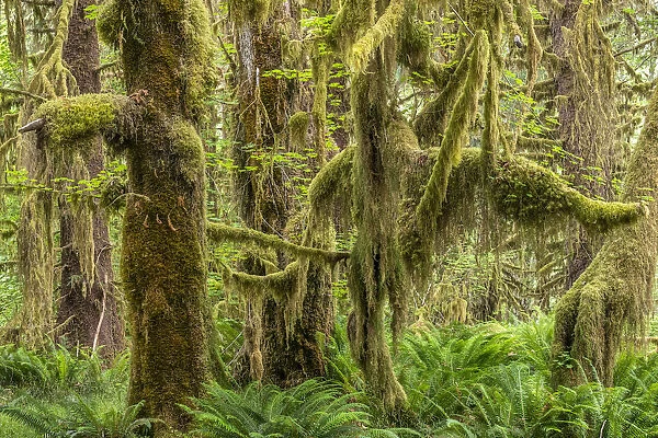 Moss-covered Sitka spruce (Picea sitchensis) and sword fern (Polystichum munitum)