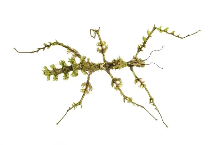 Framed Print : Moss mimic stick insect (Trychopeplus laciniatus) showing amazing camouflage on mossy vine Framed Print : Moss mimic stick insect (Trychopeplus laciniatus) showing amazing camouflage on mossy vine