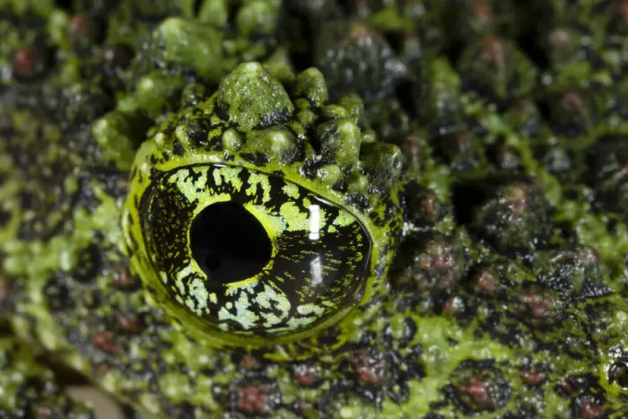 Framed Print : Mossy frog (Theloderma corticale) close up of eye Framed Print : Mossy frog (Theloderma corticale) close up of eye