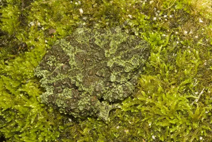 Framed Print : Mossy frogs (Theloderma corticale) camouflaged, captive occurs in Vietnam Framed Print : Mossy frogs (Theloderma corticale) camouflaged, captive occurs in Vietnam