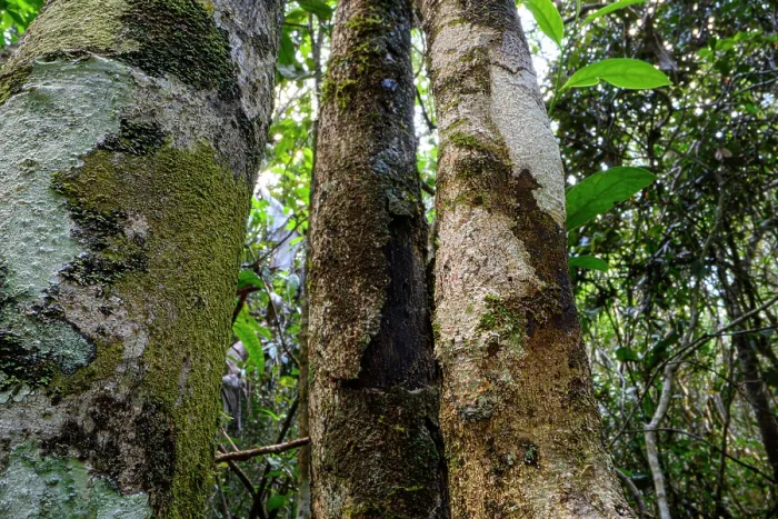 Framed Print : Mossy leaf-tailed gecko (Uroplatus sikorae) flattened and camouflaged on vertical trunk, Maromizaha Forest, near Andasibe, central-eastern Madagascar Framed Print : Mossy leaf-tailed gecko (Uroplatus sikorae) flattened and camouflaged on vertical trunk, Maromizaha Forest, near Andasibe, central-eastern Madagascar