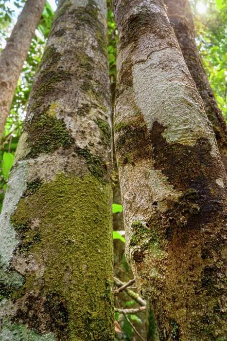 Framed Print : Mossy leaf-tailed gecko (Uroplatus sikorae) flattened and camouflaged on vertical trunk, Maromizaha Forest, near Andasibe, central-eastern Madagascar Framed Print : Mossy leaf-tailed gecko (Uroplatus sikorae) flattened and camouflaged on vertical trunk, Maromizaha Forest, near Andasibe, central-eastern Madagascar