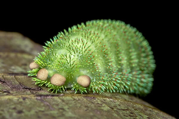 Moth caterpillar on leaf, tubercles with urticating hairs. Wuliangshan Nature Reserve