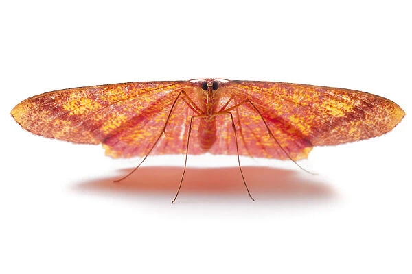 Moth (Eumelea sp) Danum Valley, Sabah, Borneo