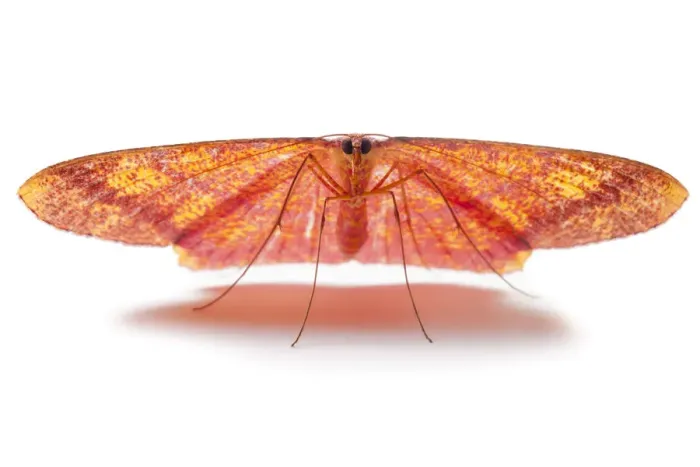 Framed Print : Moth (Eumelea sp) Danum Valley, Sabah, Borneo Framed Print : Moth (Eumelea sp) Danum Valley, Sabah, Borneo