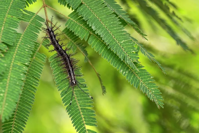 Framed Print : Moth (Hylesia continua) caterpillar resting on a fern leaf, Osa Peninsula, Costa Rica Framed Print : Moth (Hylesia continua) caterpillar resting on a fern leaf, Osa Peninsula, Costa Rica