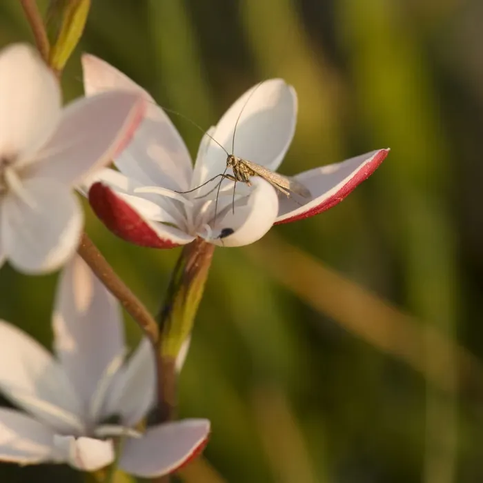 Framed Print : Moth (Lepidoptera) nectaring on Bokkeveld evening lily (Hesperantha cucullata) at dusk Framed Print : Moth (Lepidoptera) nectaring on Bokkeveld evening lily (Hesperantha cucullata) at dusk