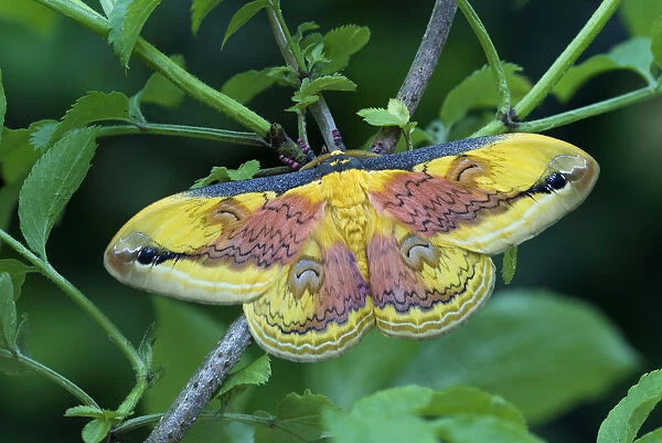 Moth (Loepa oberthuri) male, Sichuan, China