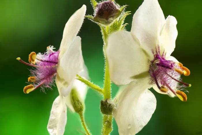 Framed Print : Moth mullein (Verbascum blattaria) UK, July Framed Print : Moth mullein (Verbascum blattaria) UK, July
