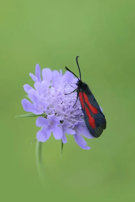 Framed Print : Moth (Zygaena osterodensis) feeding on flower, Viscos, Pyrenees National Park, France Framed Print : Moth (Zygaena osterodensis) feeding on flower, Viscos, Pyrenees National Park, France