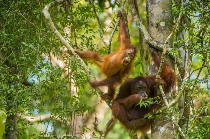 Framed Print : Mother and baby Bornean orangutan (Pongo pygmaeus) in trees Tanjung Puting National Park Framed Print : Mother and baby Bornean orangutan (Pongo pygmaeus) in trees Tanjung Puting National Park