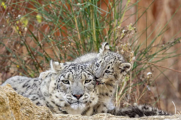 Mother and three months old Snow leopard (Panthera uncia) cub cleaning each other, Bioparc of Doue La Fontaine, France. September
