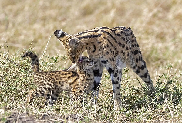 Mother Serval (Leptailurus serval) nuzzling and cleaning her kitten, aged two months, in savannah, Masai Mara national reserve, Kenya, East Africa