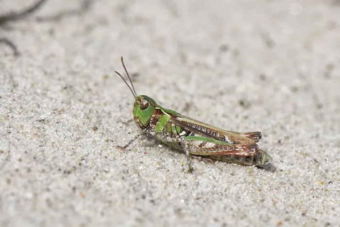 Framed Print : Mottled grasshopper (Myrmeleotettix maculatus) green form, resting on sandy heathland, Dorset, England, UK. September Framed Print : Mottled grasshopper (Myrmeleotettix maculatus) green form, resting on sandy heathland, Dorset, England, UK. September