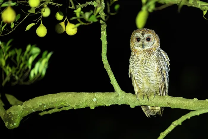 Framed Print : Mottled wood owl (Strix ocellata) perched on branch at night, Thattekad Bird Reserve, Kerala, India Framed Print : Mottled wood owl (Strix ocellata) perched on branch at night, Thattekad Bird Reserve, Kerala, India
