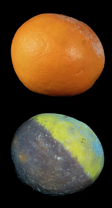 Framed Print : Mould on Satsuma under visible light (top) and fluorescing under UV light (bottom) Framed Print : Mould on Satsuma under visible light (top) and fluorescing under UV light (bottom)