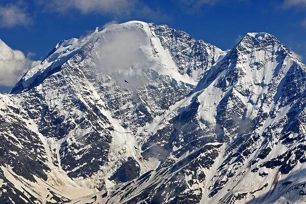 Mount Donguzorun (4, 448m) with Yellow-billed  /  Alpine chough (Pyrrhocorax graculus) flying