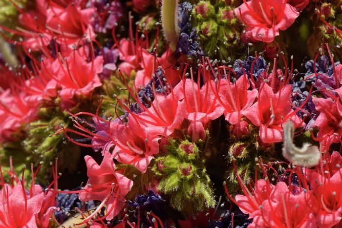 Framed Print : Mount Teide bugloss (Echium wildpretii) in flower, close up, Teide National Park, Tenerife, Canary Islands. May Framed Print : Mount Teide bugloss (Echium wildpretii) in flower, close up, Teide National Park, Tenerife, Canary Islands. May