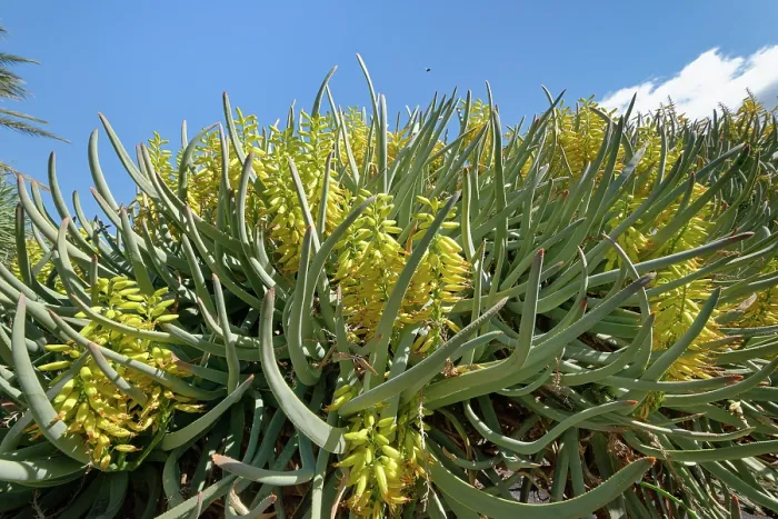 Framed Print : Mountain aloe (Aloe marlothii), a South African montane species, flowering, Oasis Park, Fuerteventura, Canary Islands. November