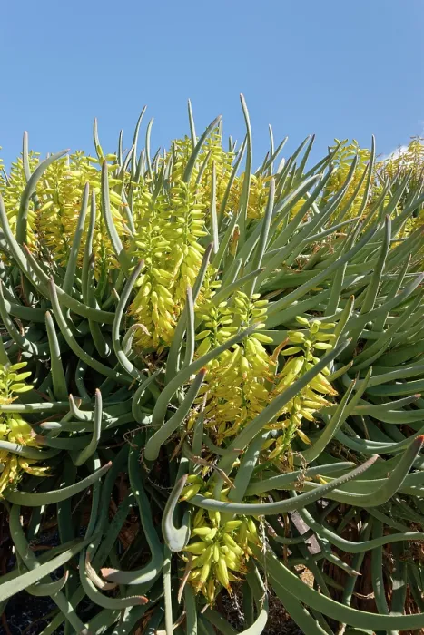 Framed Print : Mountain aloe (Aloe marlothii), a South African montane species, flowering, Oasis Park, Fuerteventura, Canary Islands. November Framed Print : Mountain aloe (Aloe marlothii), a South African montane species, flowering, Oasis Park, Fuerteventura, Canary Islands. November